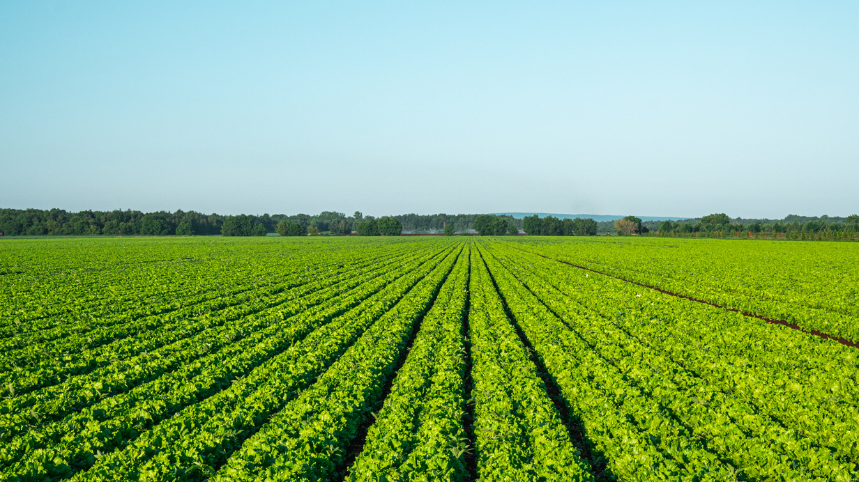 Champ en production maraichère qui a été arrosé à l'herbicide BioLink® EC contre les mauvaises herbes.