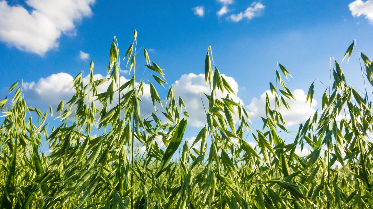 Plants d'avoine sous un ciel bleu pendant la saison de croissance.