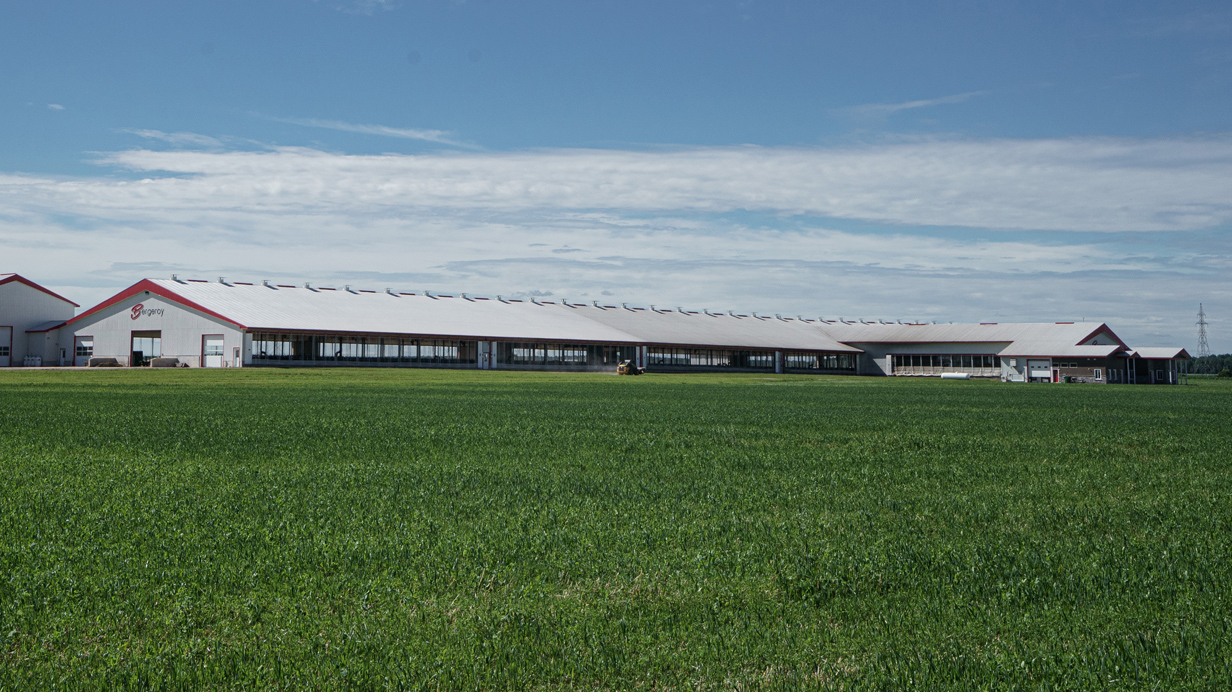 Bergeroy dairy farm behind a field of forage crops.