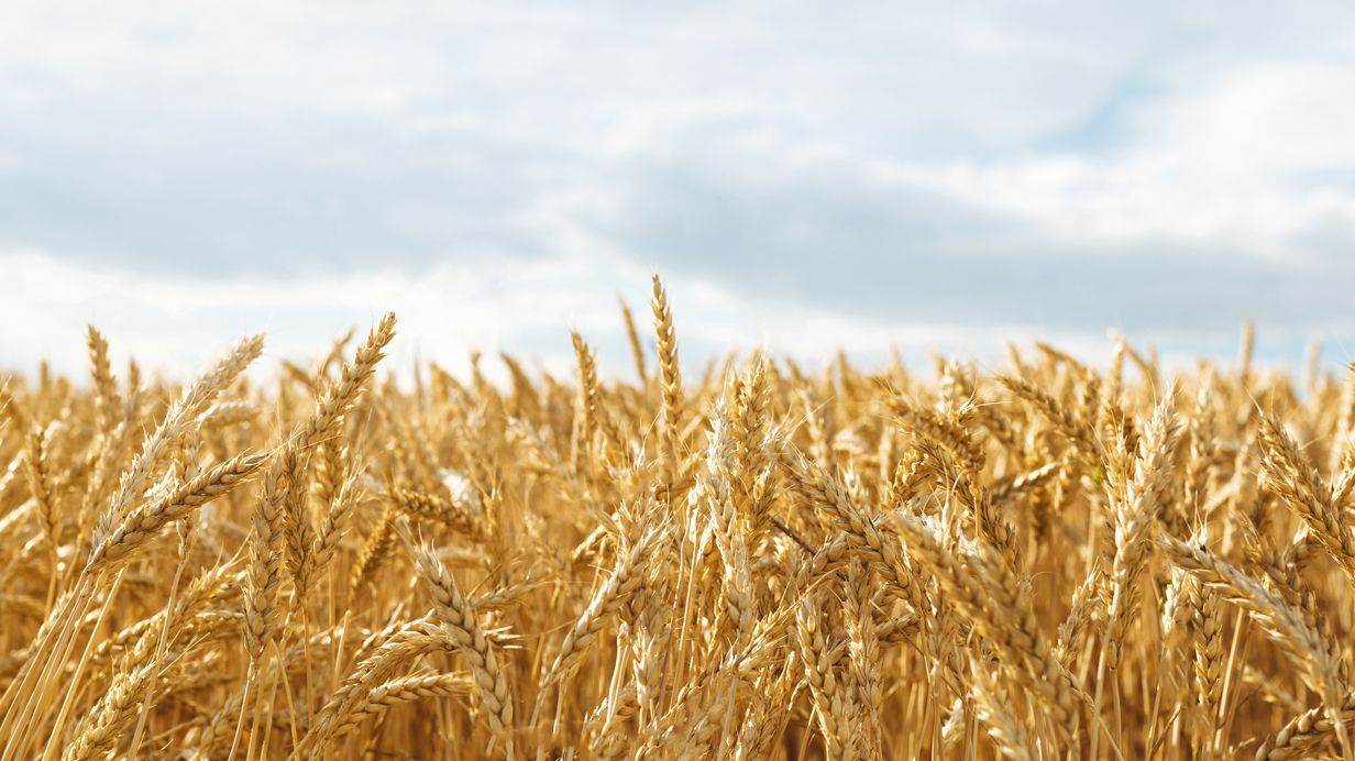 A wheat field sown with Elite seeds under a cloudy sky.