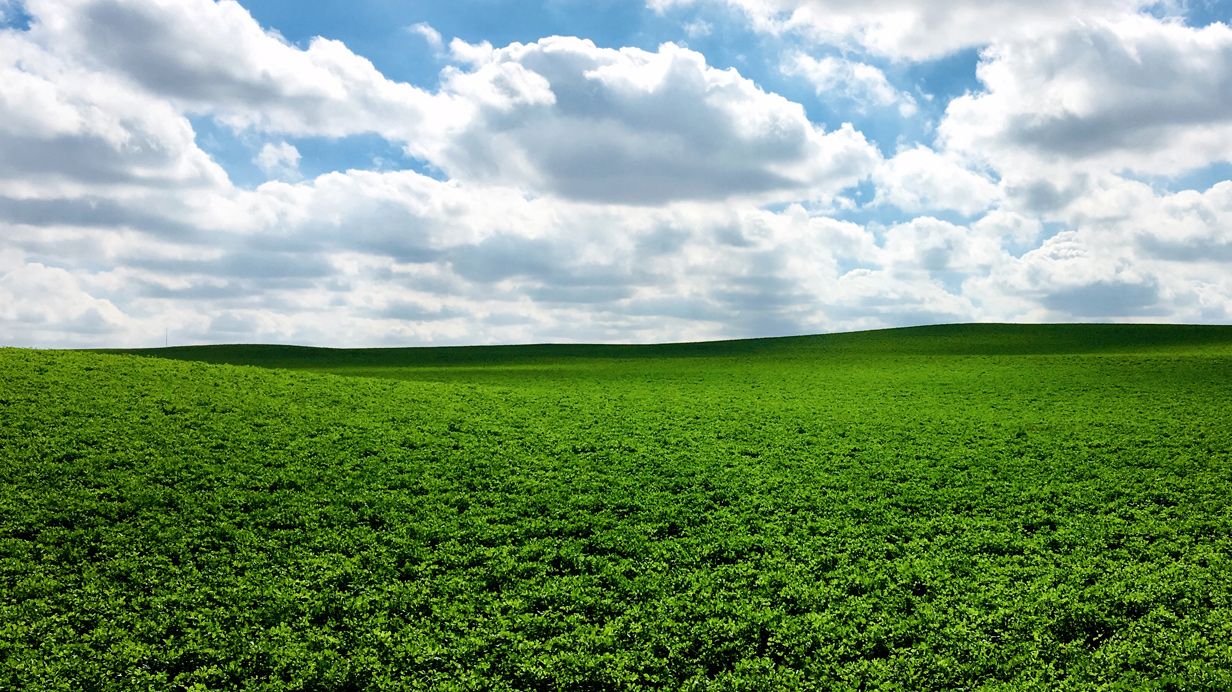 A meadow fertilized with N-Prairies fertilizers for pulses and grasses.