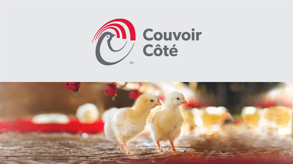 Deux poussins dans un couvoir et le logo de l'entreprise Couvoir Côté