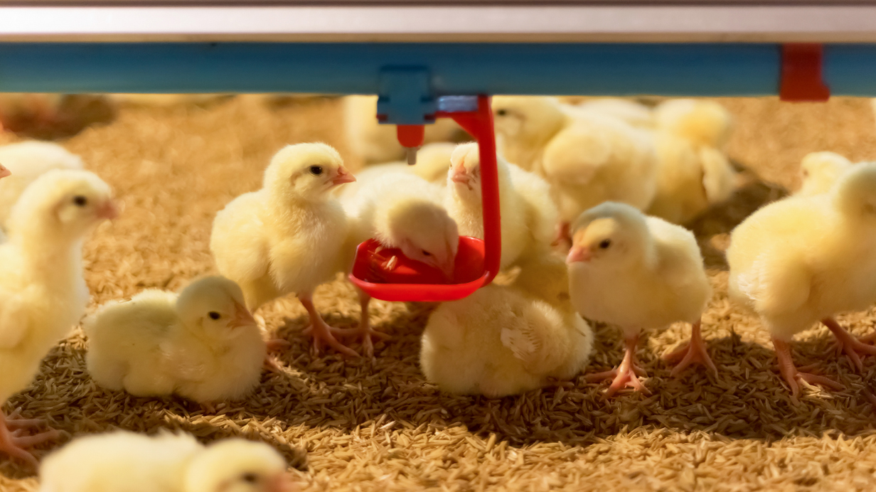 Chicks standing on straw during their first days of life.
