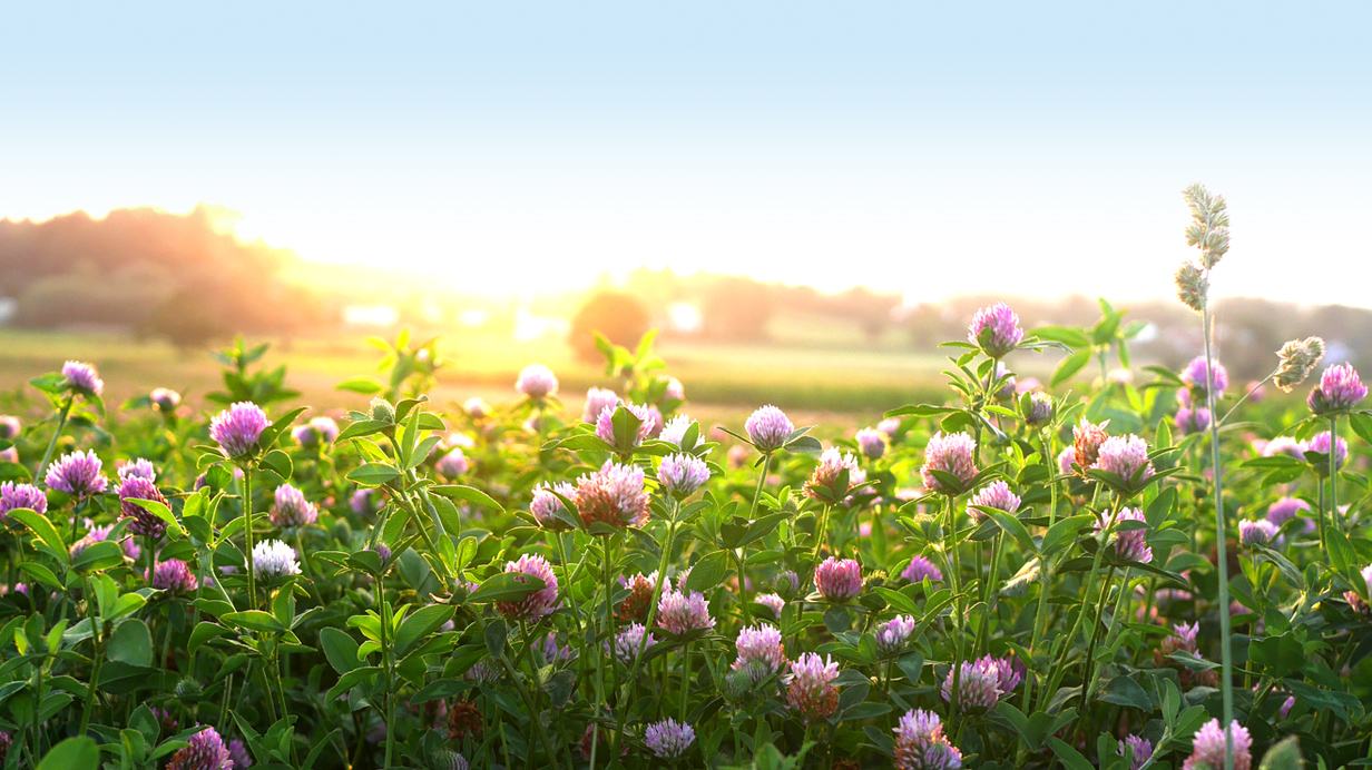 Plants de trèfle en culture de couverture au coucher du soleil. 