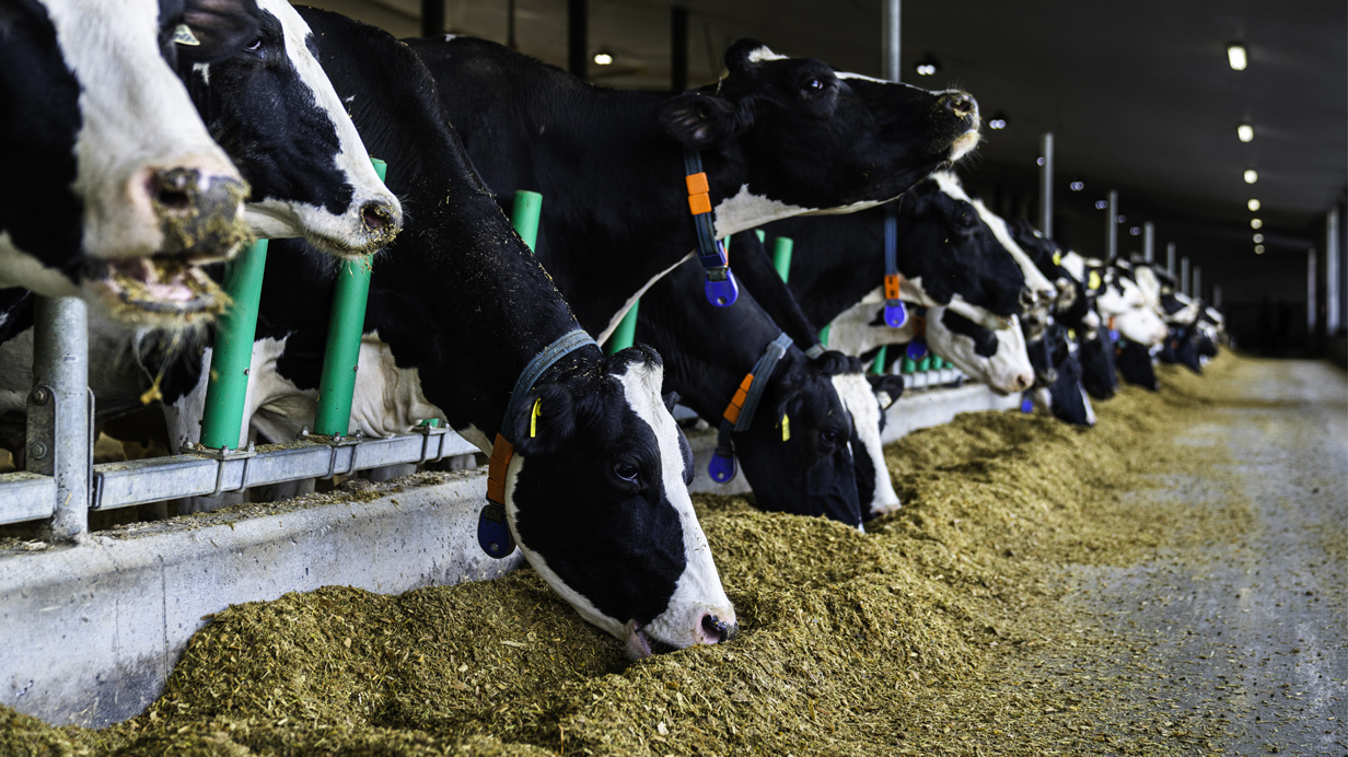 Dairy cows in a free stall cowshed feeding in the alley.