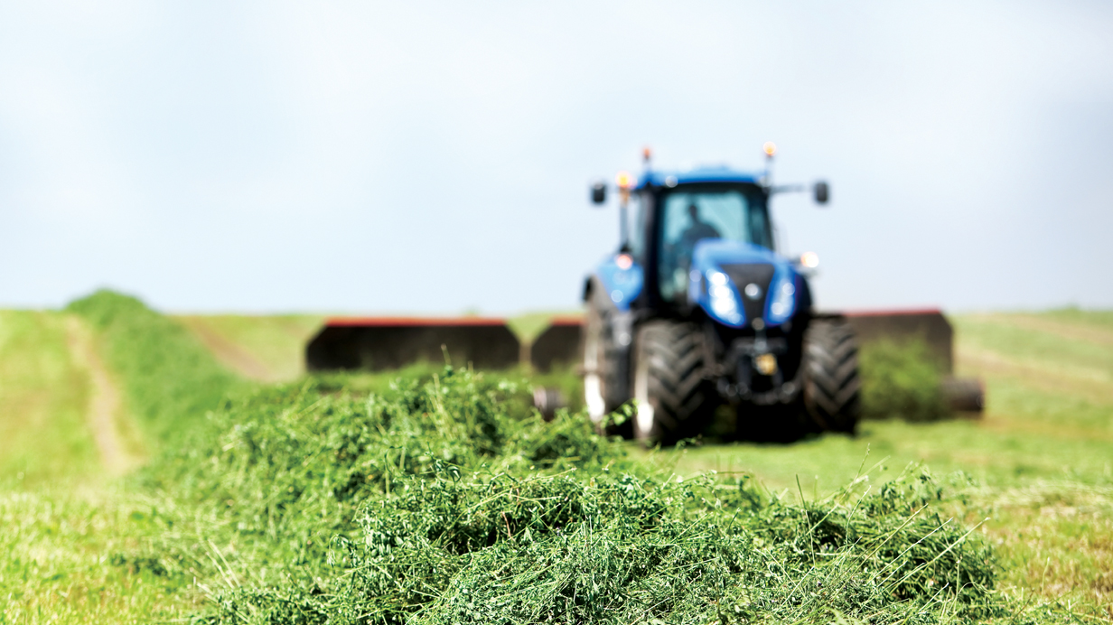 Windrow of hay and a forage harvesting blue tractor in the background.