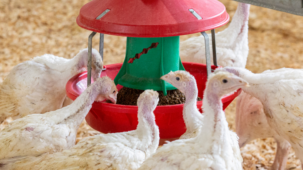 Seven healthy young turkeys feed inside a barn.