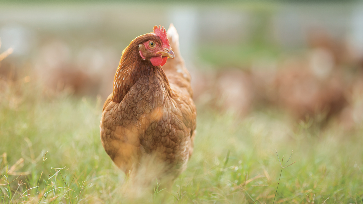 A healthy urban hen roams in a backyard.