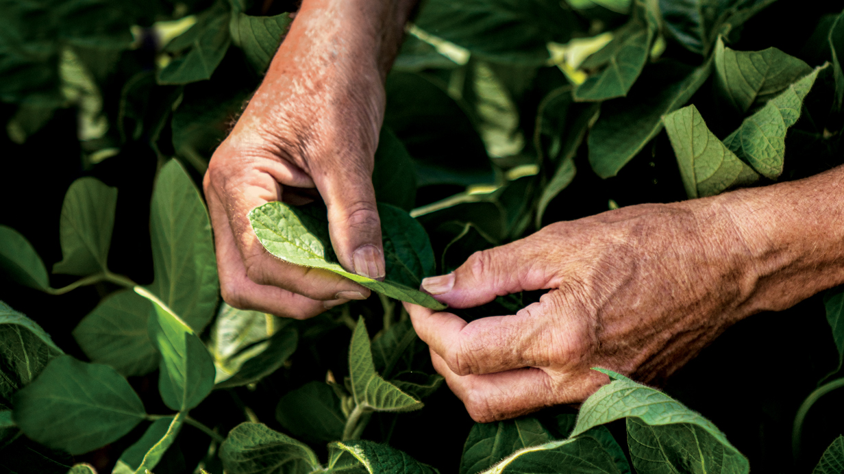 Un producteur tient une feuille de soya dans ses mains.