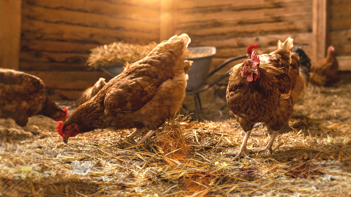 Poules urbaines en bonne santé dans un poulailler. 