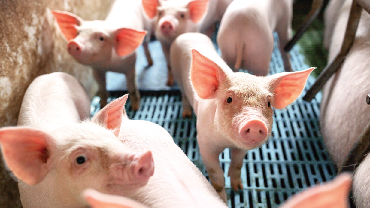 Piglets from a western Canadian hog farm.