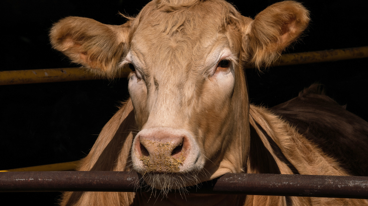 A calve in a feedlot