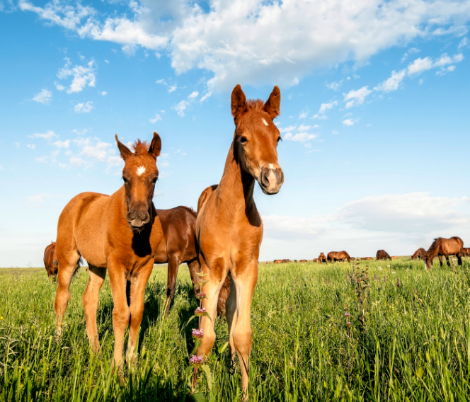 Mares, adult horses and chestnut foals grazing.