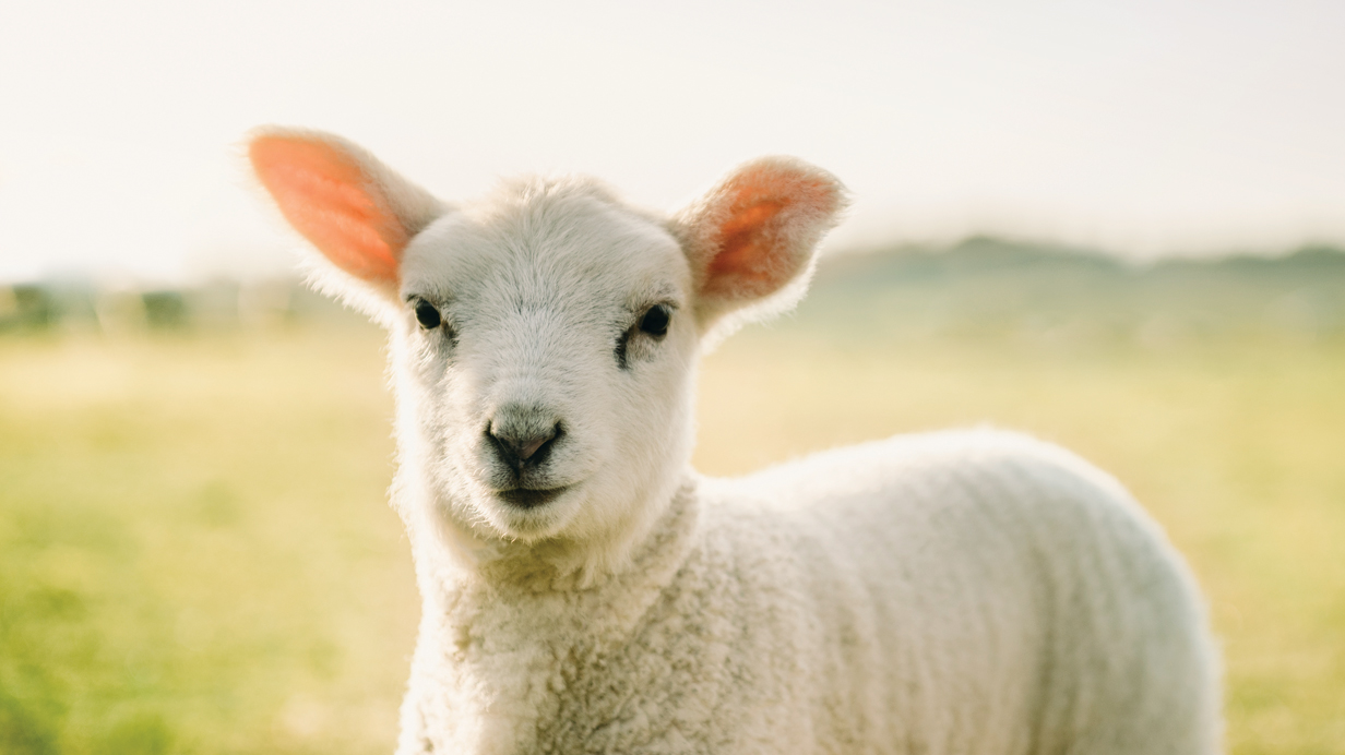 Un agneau à l'extérieur.
