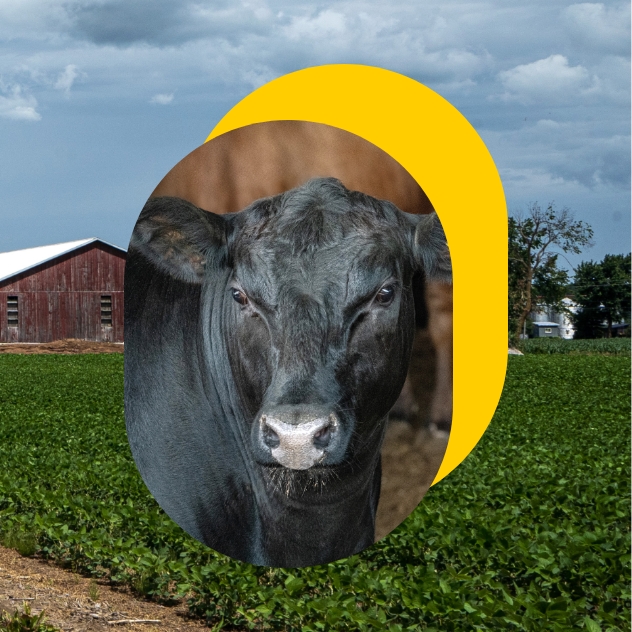 An ox in a pen seen up close.