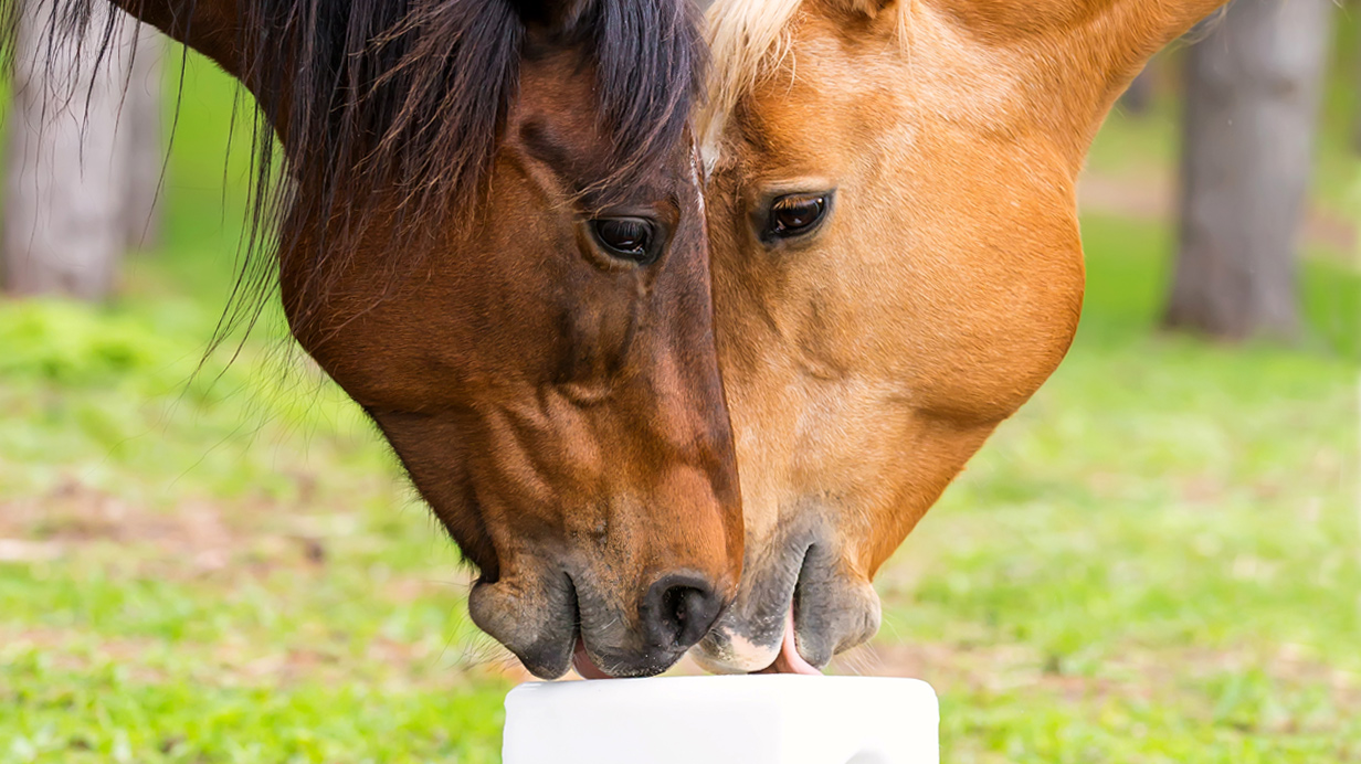 Des chevaux lèchent un bloc de sel EquiBloc.  