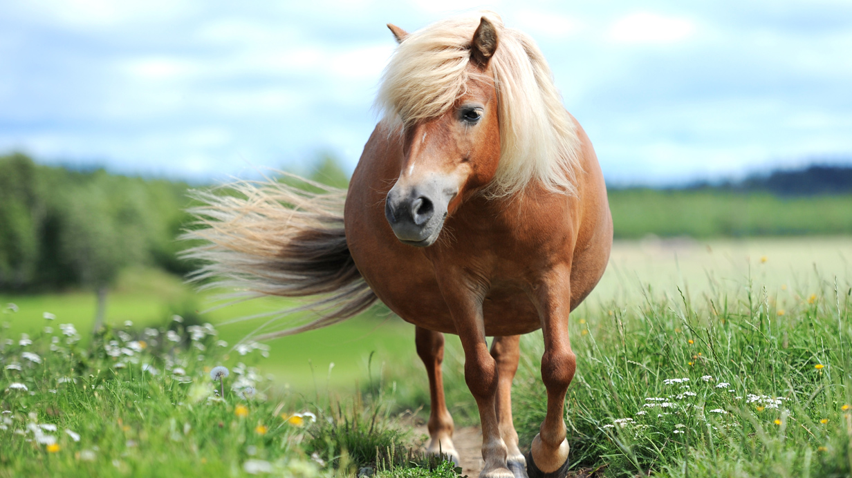 Un cheval de race Haflinger en surplus de poids.