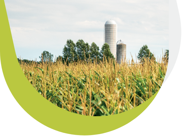 Cornfield with two silos in the background.