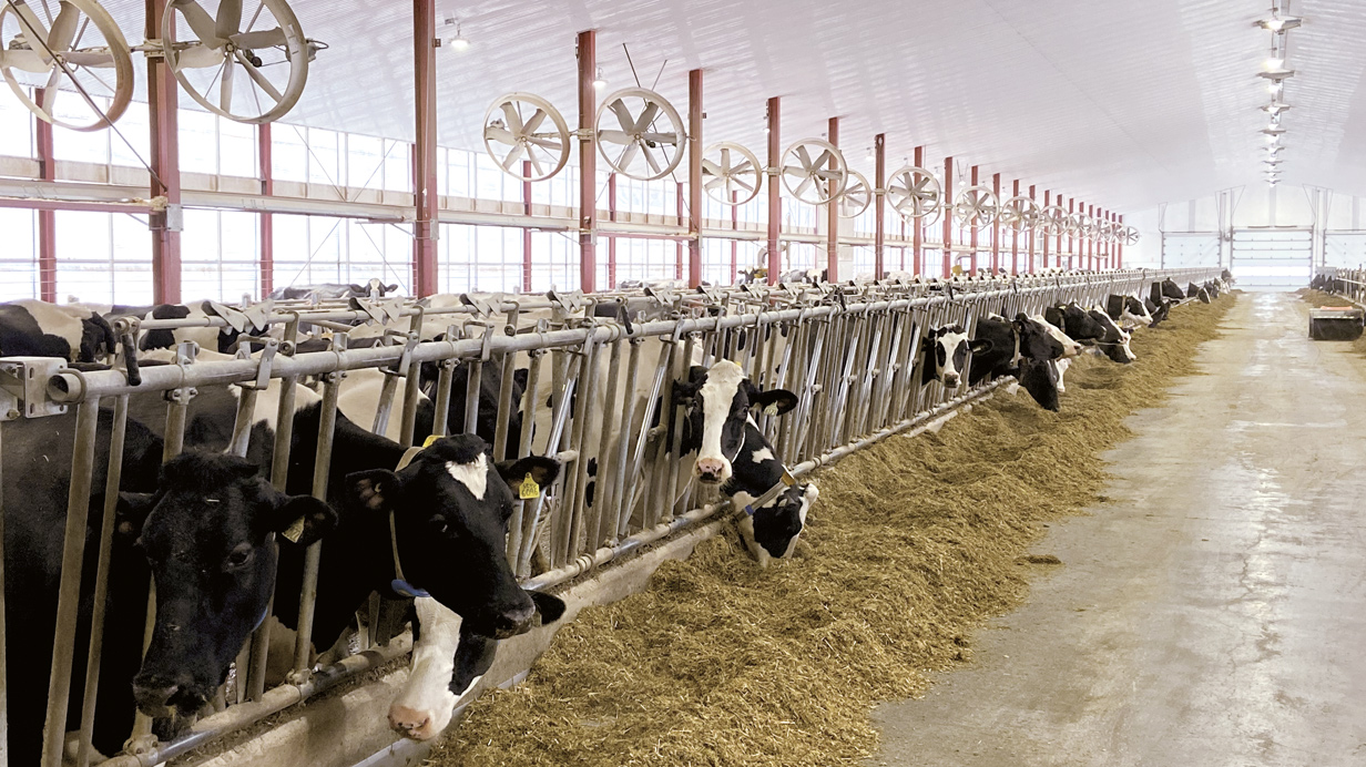 Lactating cows in a ventilated barn during summer, feeding on total mixed ration.