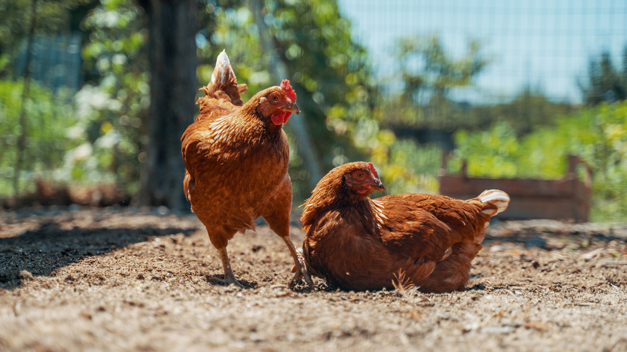 Deux poules urbaines dans un enclos extérieur dans une cour arrière. 