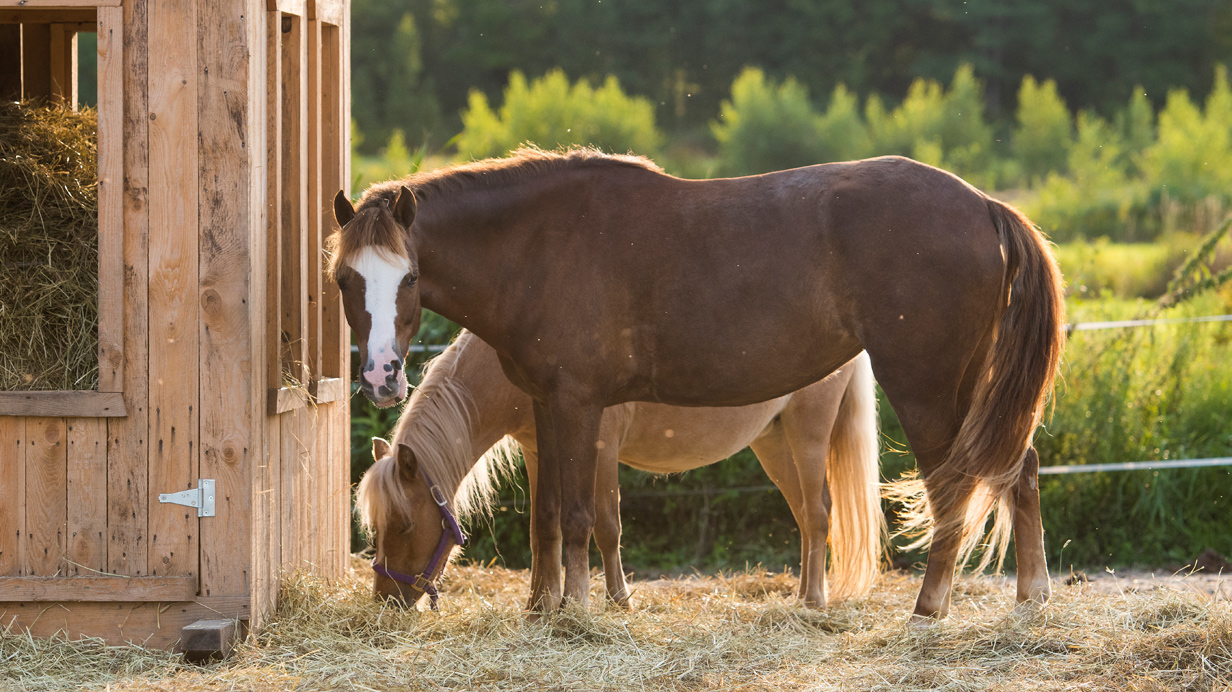 Des chevaux élevés en groupe s'alimentent à l'extérieur