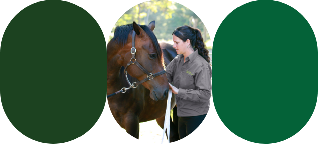 une experte-conseil Sollio Agriculture observe un cheval baie à l'extérieur. 