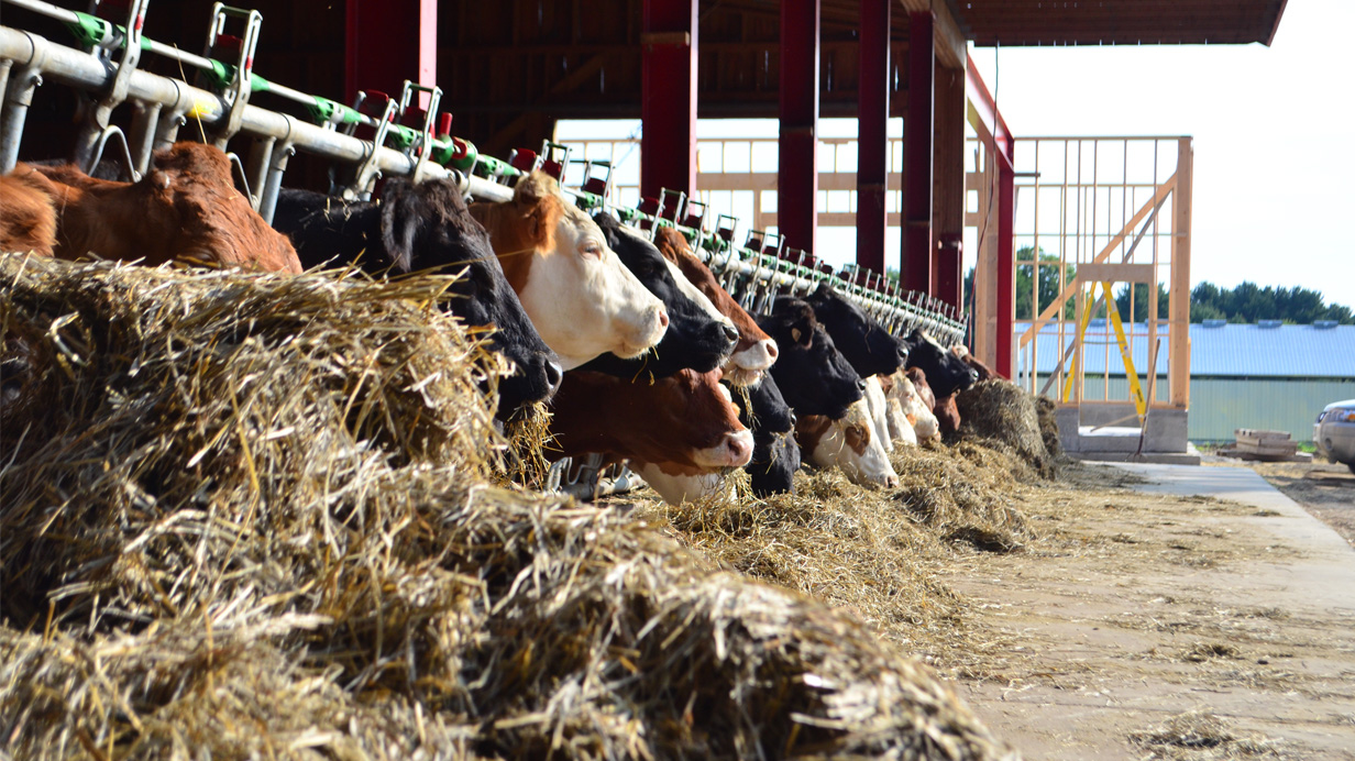 Des vaches laitières s'alimentent de fourrages. 