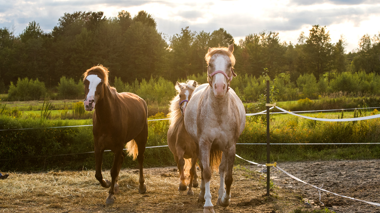 Galloping horses in a paddock in summer.