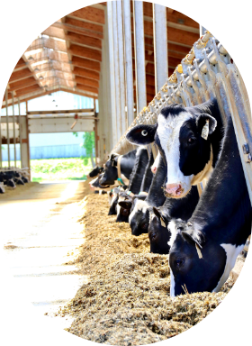 Des génisses dans une étable se nourrissent de fourrage mélangé avec les produits de la gamme Goliath de Sollio Agriculture.