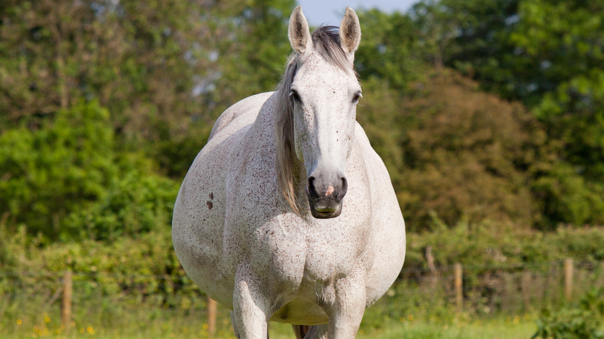 A broodmare in the pasture looking healthy as a result of a nutritious diet