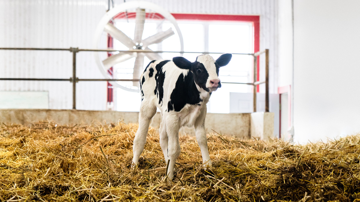 a healthy young calf in a stable.