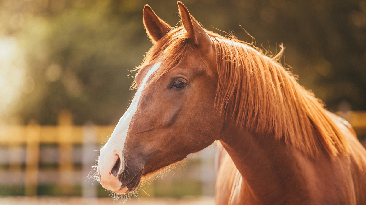 A horse at rest looking healthy as a result of a nutritious diet