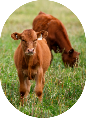 Un jeune veau d'un mois et demi au pâturage.