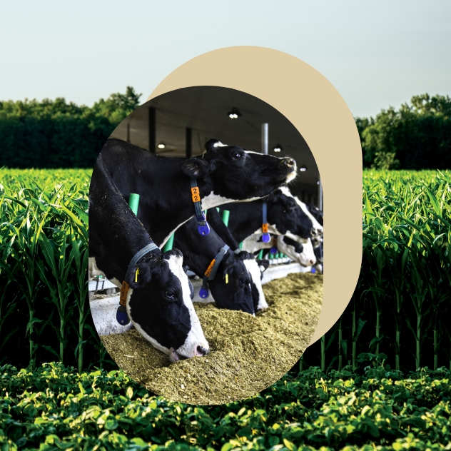 Lactating cows feeding on total mixed ration.