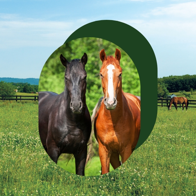 Two healthy horses stand side by side on pasture in summer.