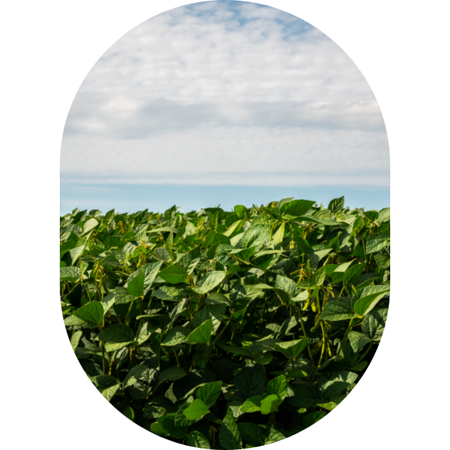 Plants de soya dans un champ en été. 