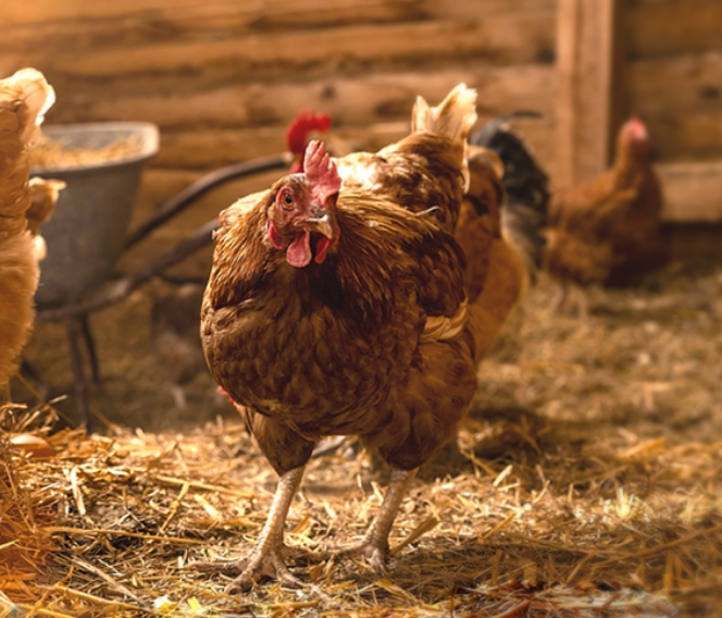 Poule dans un poulailler dans un contexte d'élevage urbain d'oiseaux de basse-cour.