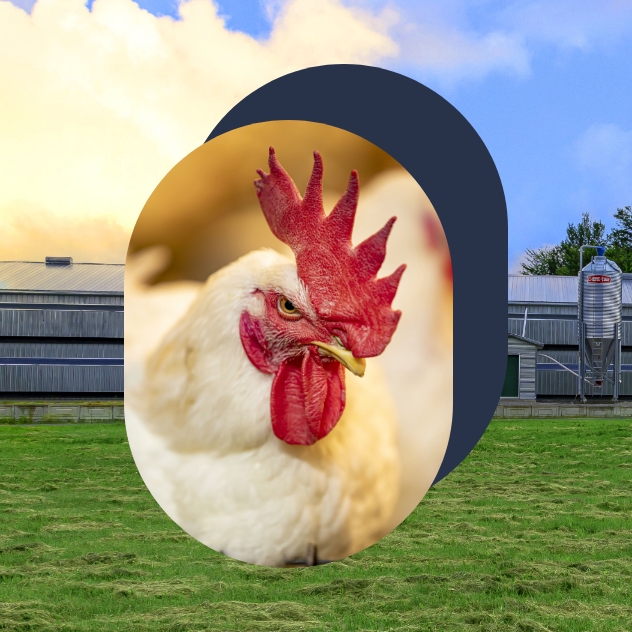 Poulet de chair Ross de la ferme Colibri.