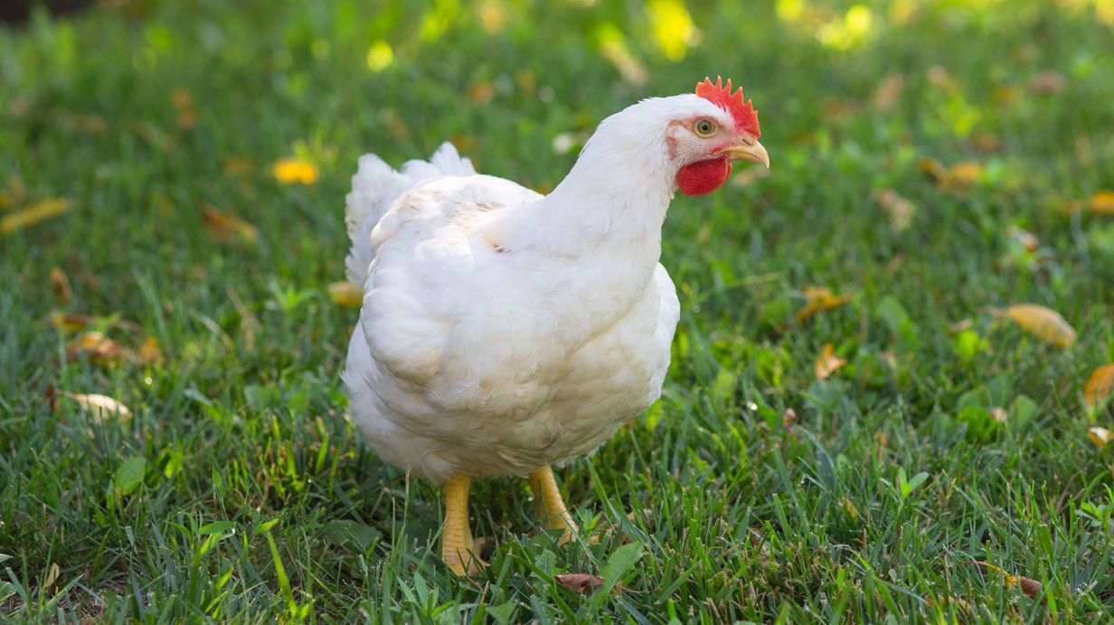 Une poulette de remplacement à la recherche de nourriture se promène sur l'herbe dans un contexte d'élevage urbain. 