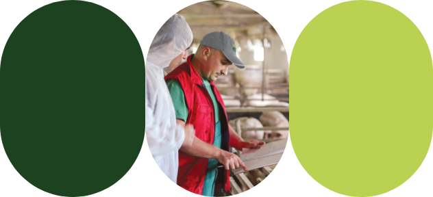 Un expert-conseil et un producteur porcin analysent les données de production.