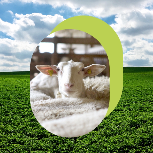 A sheep in a pen seen up close.
