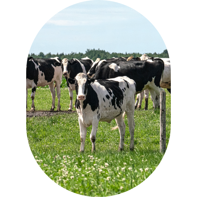 Des vaches laitières au pâturage en été.