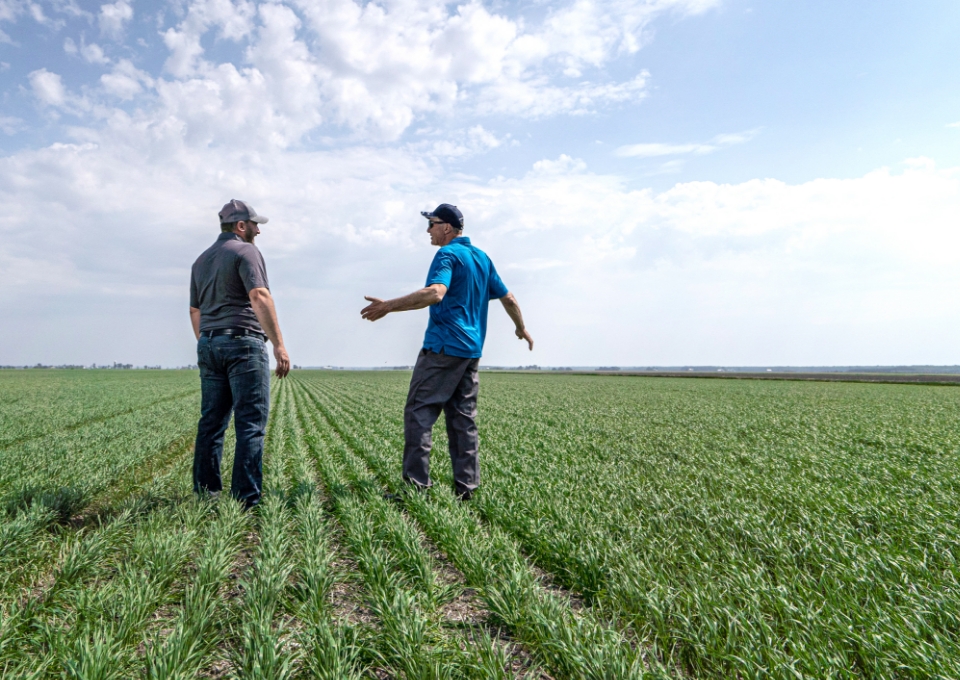 Un expert-conseil et un producteur discutent de fertilisation dans un champ de blé.