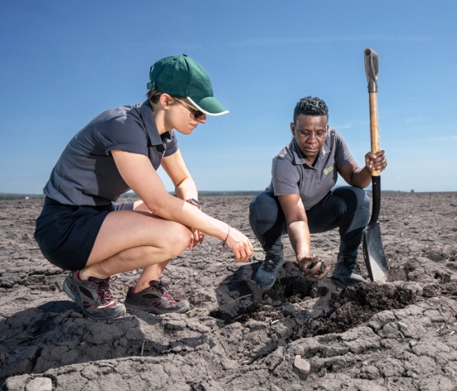 Two Sollio Agriculture employees crouching in a field of the crop production research farm.