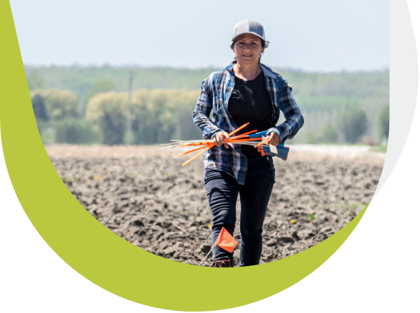 Sarah Dorais, research technician for Sollio Agriculture, works in a plot of the research farm.