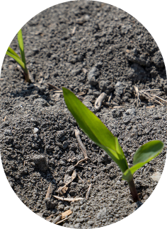 A field of corn sprouts in the spring.