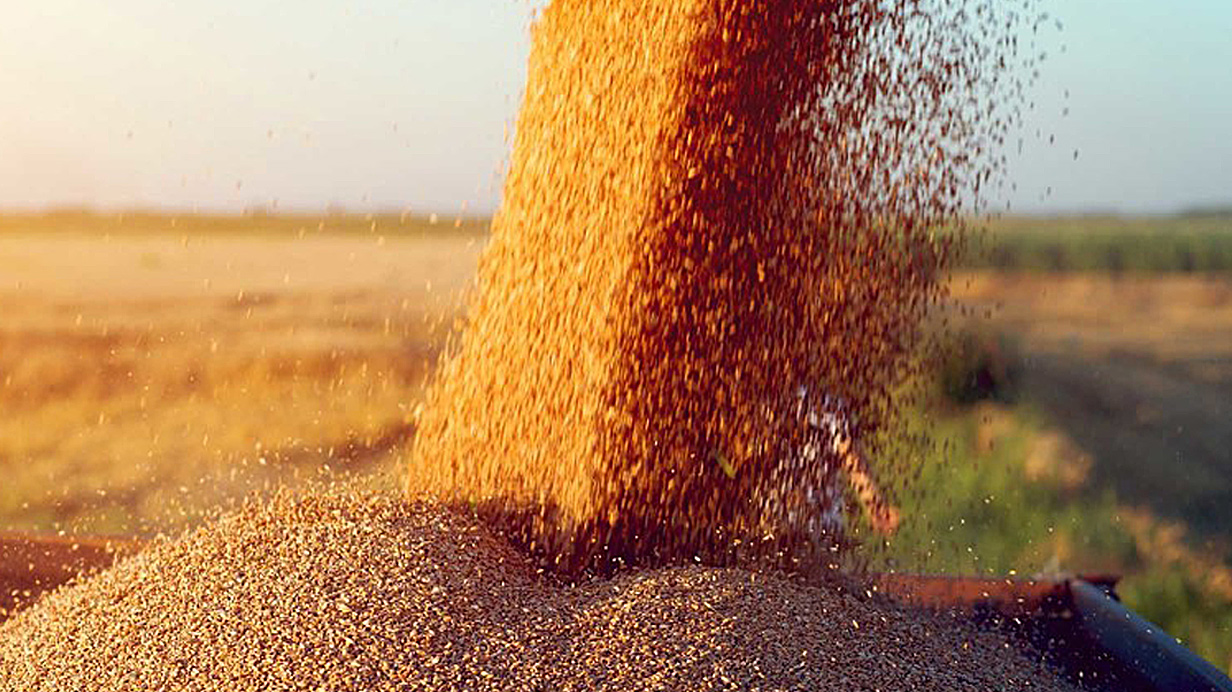 A pile of freshly harvested grain ready for sale.