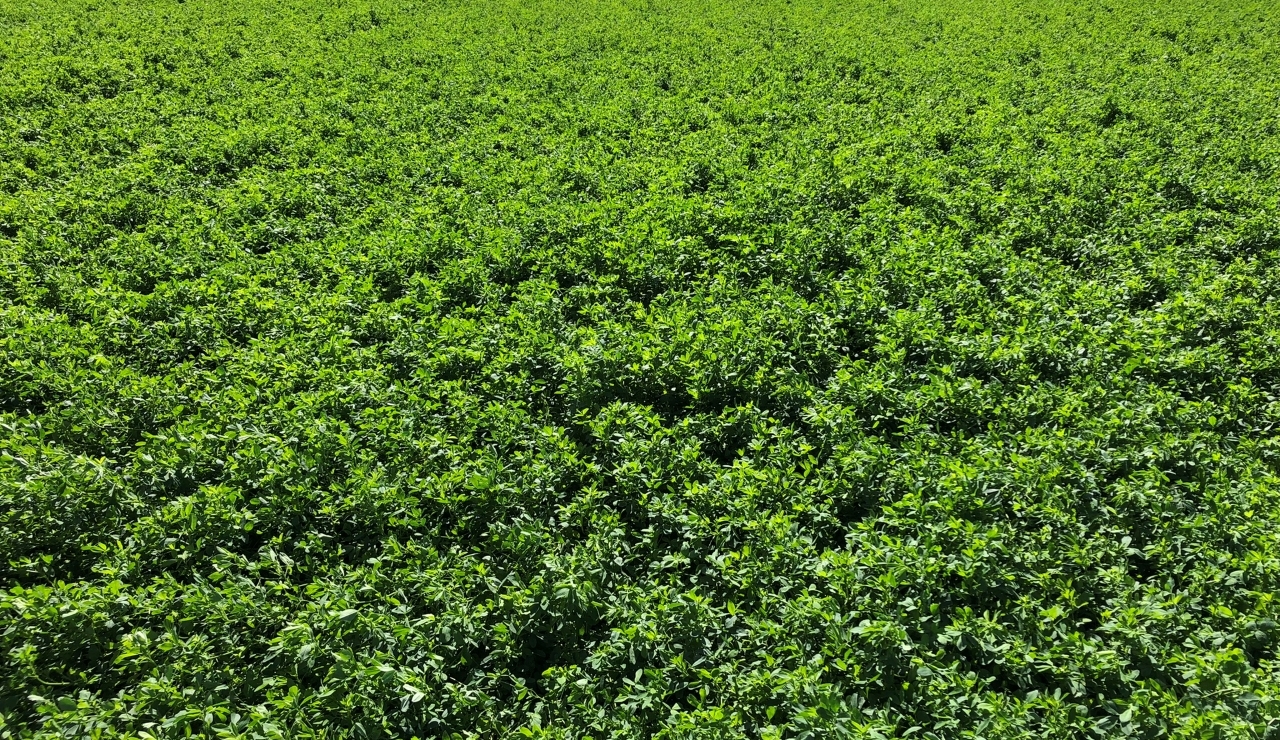 A lush field of alfalfa.