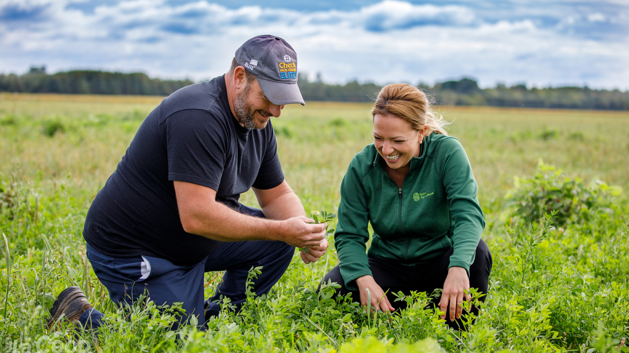 An agri-advisor and a farmer crouched in a field analyze the forage crop.