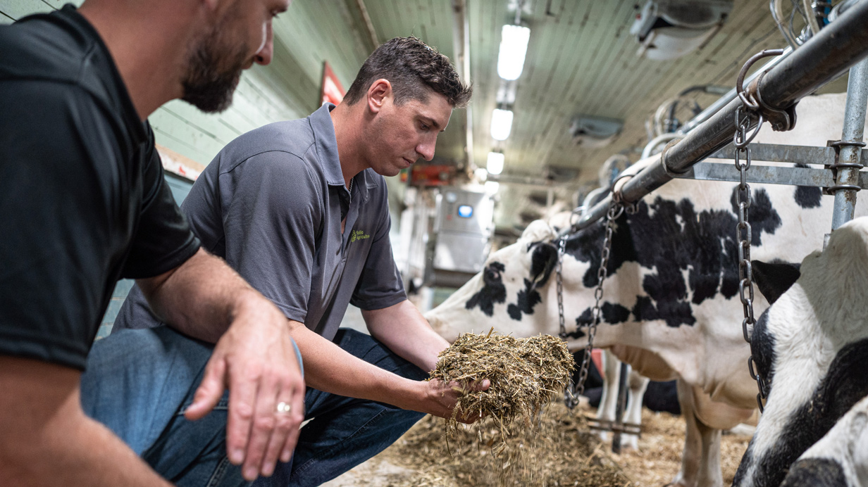 An agri-advisor and a dairy producer analyze the quality of the forage.